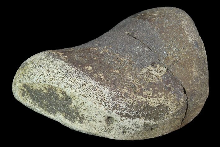 Hadrosaur Foot Bone - Alberta (Disposition #-) #100511
